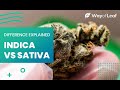 The difference between indica and sativa strains