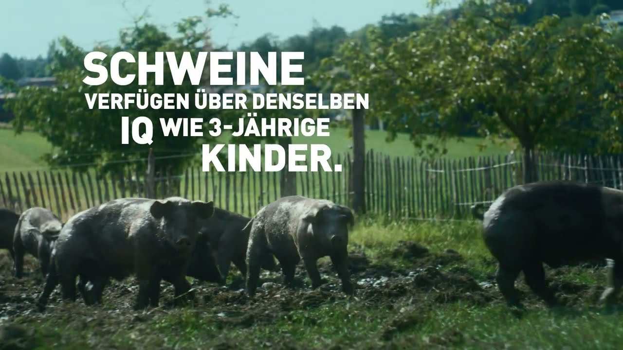 Reduce. Refine. Replace. | VIER PFOTEN