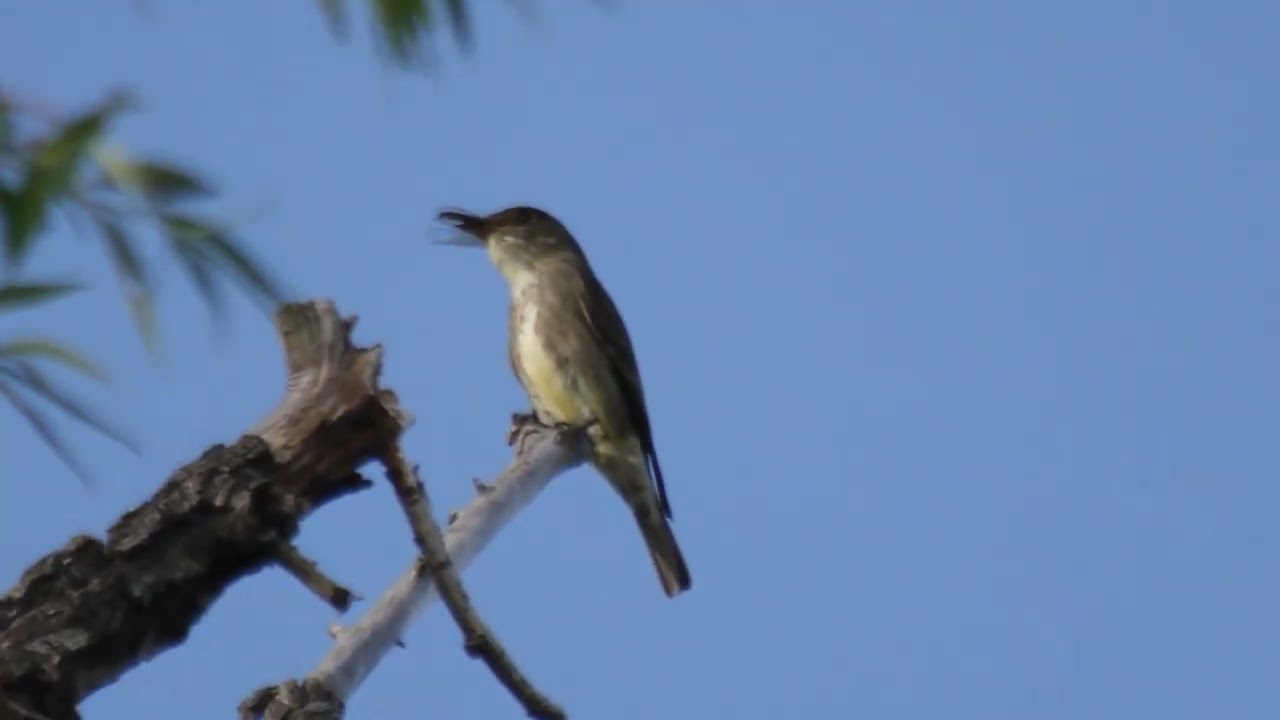 Olive-sided Flycatcher - YouTube