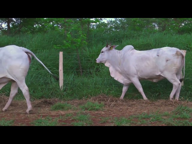 LOTE 99   3177 3421 mp4