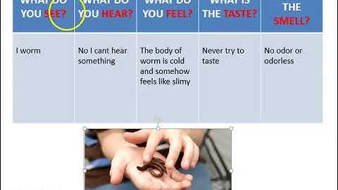 GRADE 4 SKILLS HANDBOOK LESSON 1 WHAT DO QUESTIONS SCIENTISTS ASK PART 1