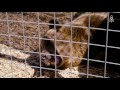 A Sanctuary for Lions, Tigers and Bears (Oh, My!)