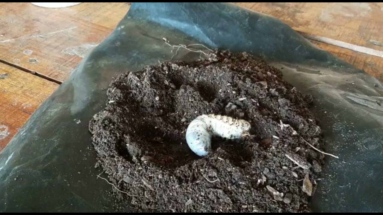 Why are June Bugs important! Melolonthinae Insects