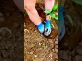 The process of growing vegetables. Good tools for work
