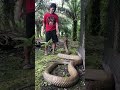 Never try to tease the king cobra !!! Better tease a girl 🤣 #shorts #kingcobra #tedungselar #viral