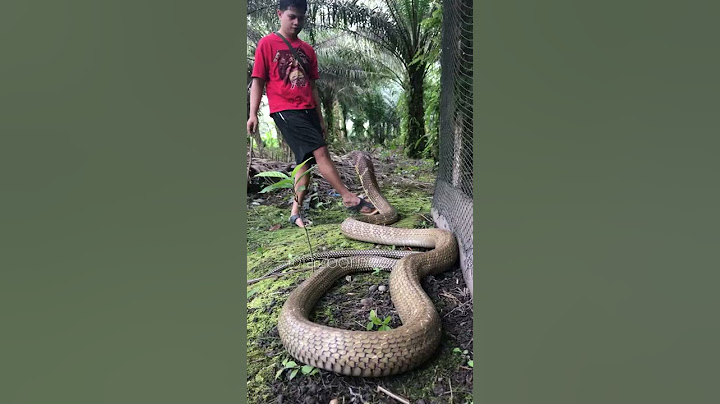 Never try to tease the king cobra !!! Better tease a girl 🤣 #shorts #kingcobra #tedungselar #viral