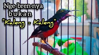 Ngebren nembak cililin, Rambatan, ciblek gacor ada semua di burung konin ini