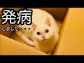 保護施設で「一緒に暮らそう」と必死に訴えてきたオッドアイの子猫を引き取りました part4