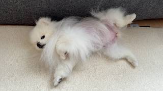 足をおっ広げて寝ているポメラニアンに犬がワンと吠えたら…
