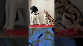 Cat Fight Gets Hilarious 😂