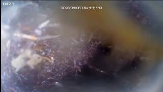20260806 155320F