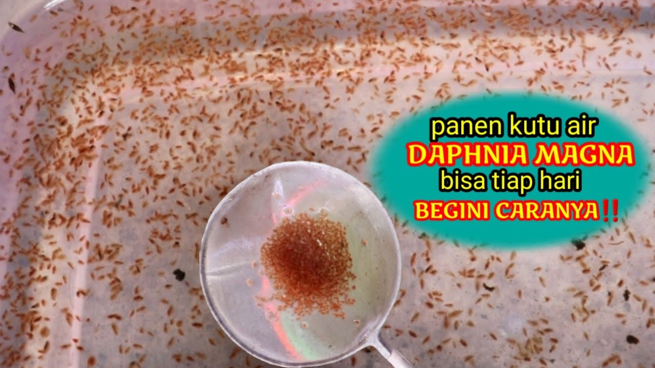 ini caranya agar bisa panen kutu air Daphnia Magna tiap hari