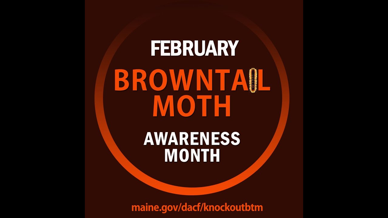 Browntail Moth Community Web Clipping at RSU 26