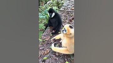 Cận Cảnh Hắc Công Tử Và Bạch Cô Nương Ăn Nho #hắccôngtử #độngvậthoangdã #monkey