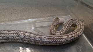 I tryed the new Evo RX with my corn snake