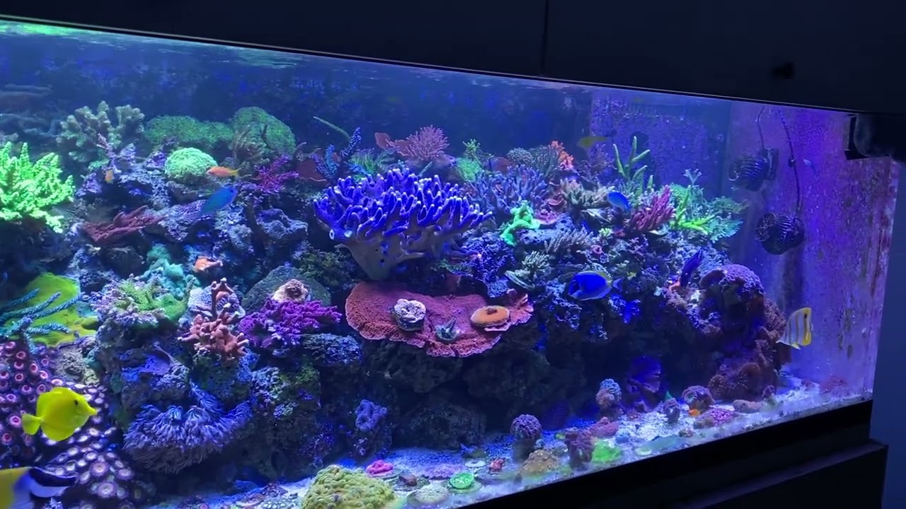 My reef tank YouTube
