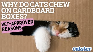 Why Do Cats Chew Cardboard Boxes