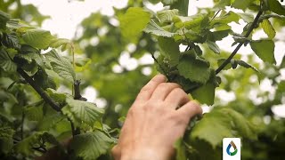 Introducing The Rf-V1 Valve Control And Monitoring Node