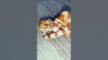 Cornsnake eating mouse / ⚠️Warning live feeding⚠️