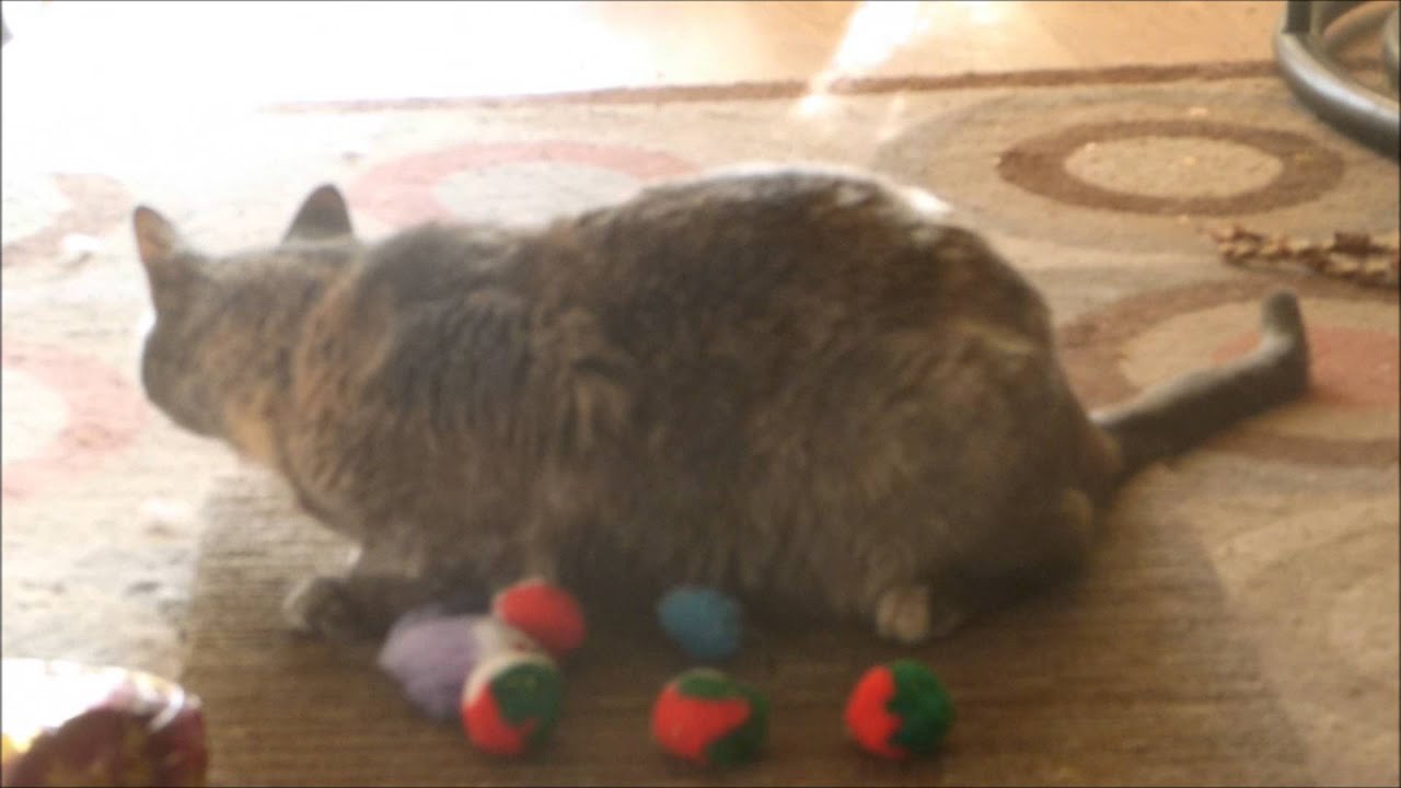 Mackacat 2015 Christmas