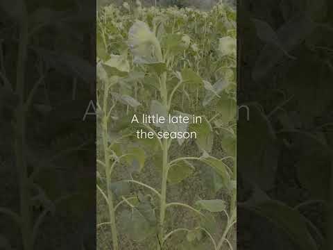 Video: Piggyback-kasvit – Possunselän hoito sisätiloissa
