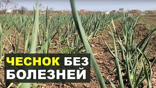 видео Белая гниль донца лука