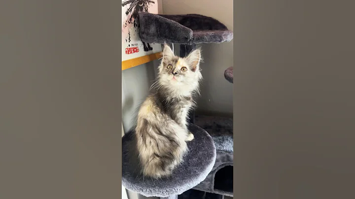 Video 9397061: coon kitten mainecoon, pretty maine coon