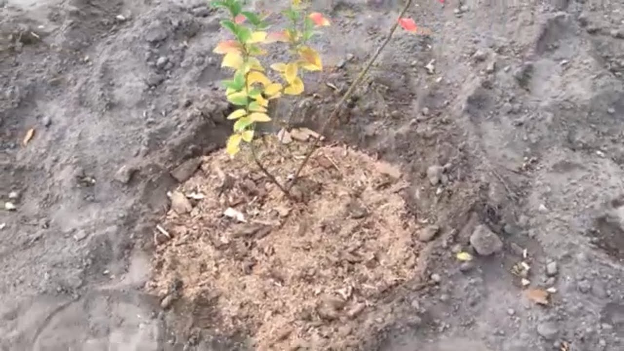 Sadzenie Borówki, Jak Poprawnie Sadzić Borówkę, #BorówkaPolska