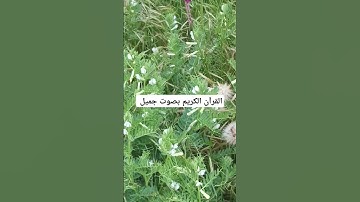 القرآن الكريم بصوت جميل #لايك #قرآن #اكسبلور #قران_كريم #القران_الكريم #qoraniyat421 #المصحف