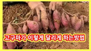 이보다 고구마가 많이 달리게 심는 방법은 없다~~고구마심는시기 재배방법