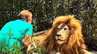 UNBELIEVABLE! A white lion like a HIPPNOSE takes a ham from the hands of Oleg Zubkov!