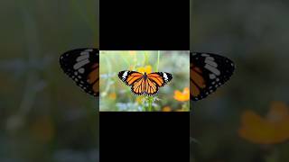 Timber Rattlesnake and Monarch Butterfly