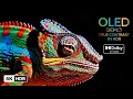 4K OLED Ultra HDR Macro ASMR | Extreme Deepest Black Relaxation | Dolby VISION