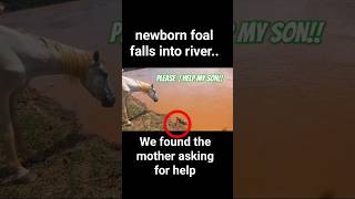 Foal Rescue #Beautiful  #Wildlife #Respect