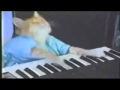 Keyboard cat 10 hours