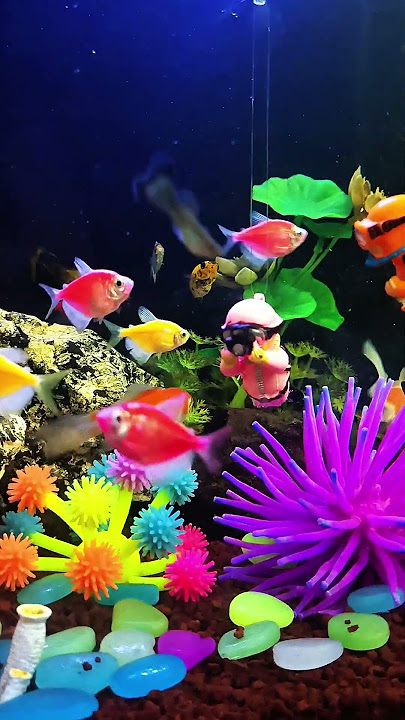 Wow Banyak Sekali Ikan yang Ditemukan Penyelam ! #ikanhias #aquariumfish #ikan #fish #glofish