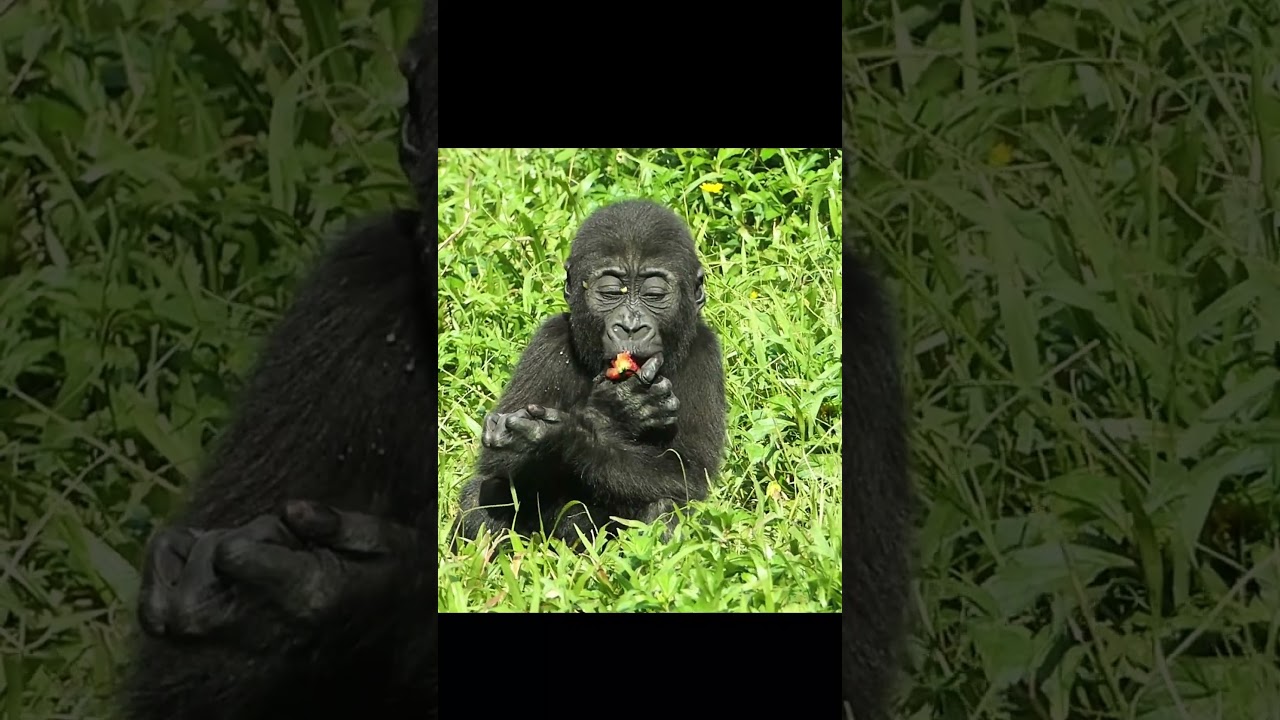 Little gorilla enjoys delicious tomato~ / Ringo /  #shorts #gorilla #ゴリラ #cute