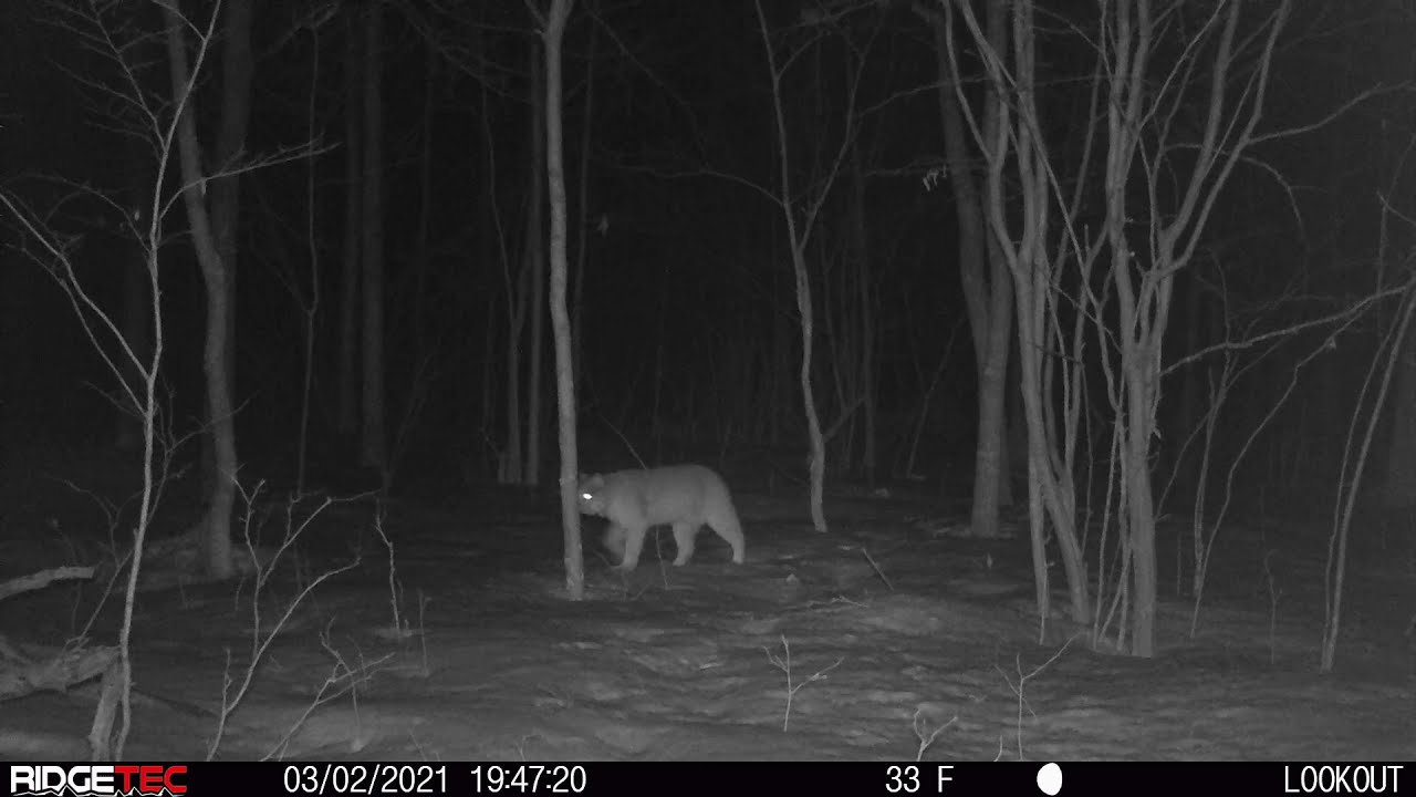 Night Bobcat YouTube