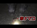 たけうしサイエンス『イノシシは初めて見るナマコにどんな反応を示すのか？』