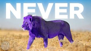 Why Purple is So Hard for Animals to Make