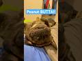 #funny #meme #dog #frug #trending #trend #animallovers #animals #adorable #canecorso #viralshorts
