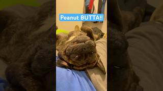 #funny #meme #dog #frug #trending #trend #animallovers #animals #adorable #canecorso #viralshorts