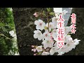 北川太介「人生花結び」cover 2024年1月31日発売