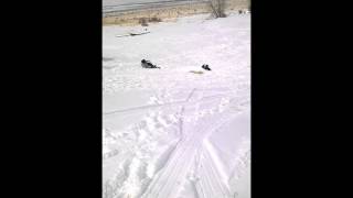 Epic sledding fail