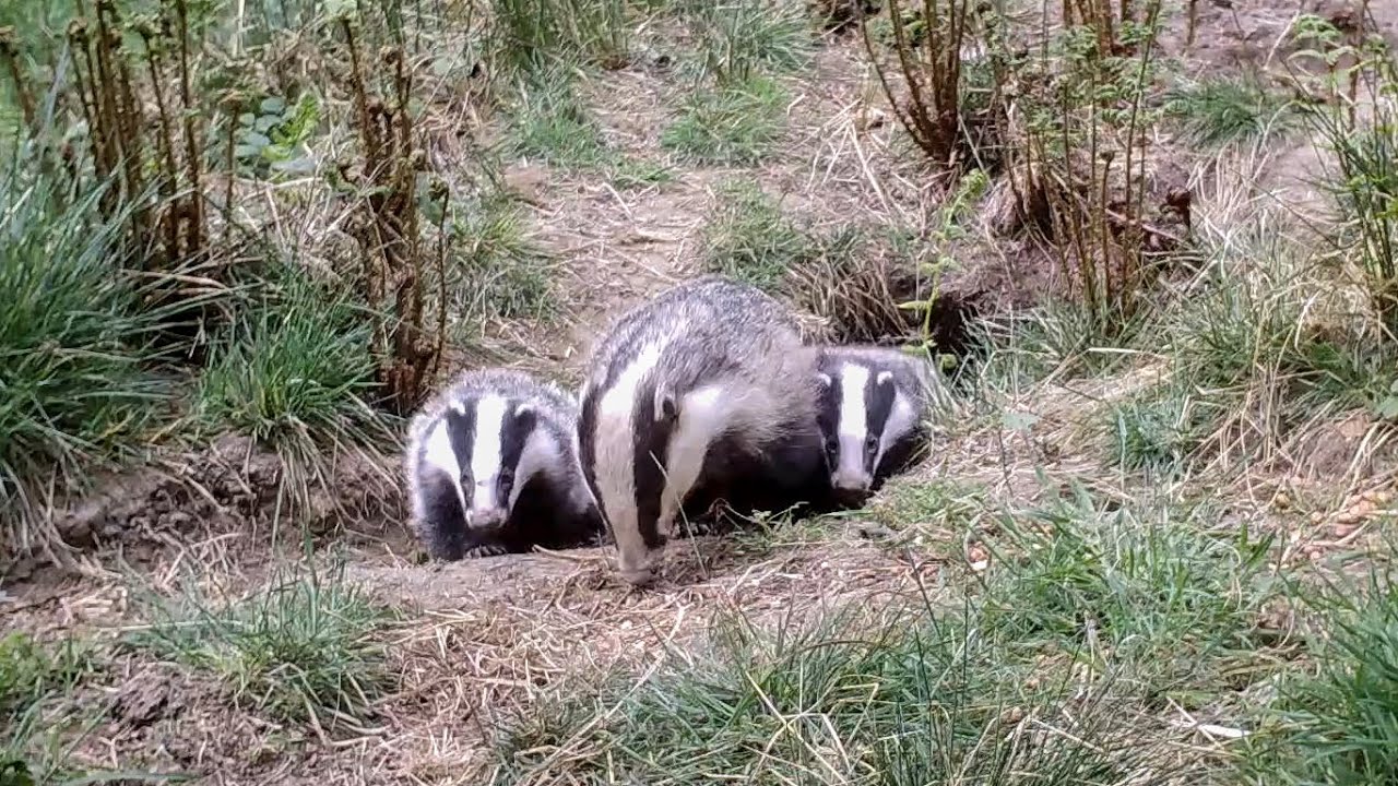 Badgers love peanuts YouTube