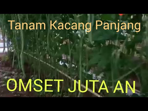 Video: Menanam Kacang Asparagus Di Ambang Jendela