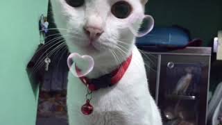 Kucing Putih -Nama Tompok