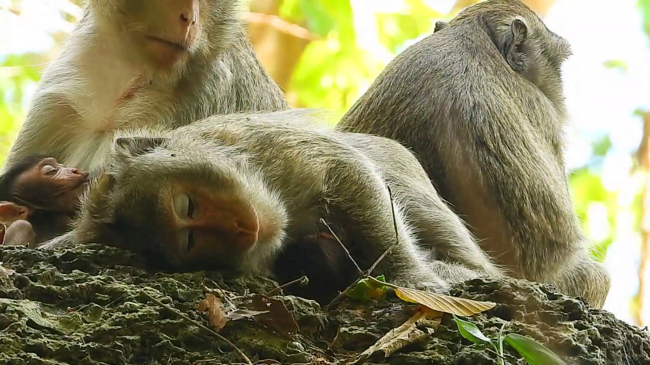 Monkey Cora still tired she need sleep to get more power but she still gave milk to baby Canie too