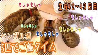 【生後42~43日目】5匹でご飯争奪戦！ベンガル猫ベルの子猫の成長記録
