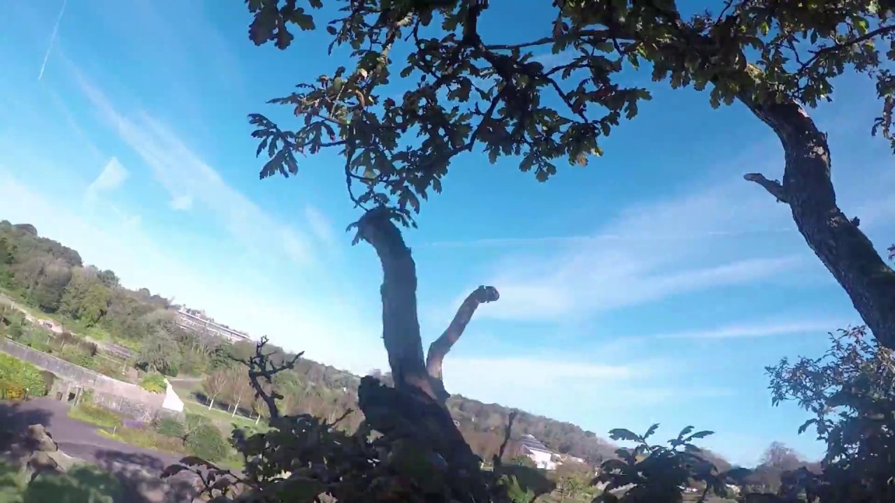 Dead Wood  & Damaged Limb Removal @ National Botanical Gardens of Wales RAW